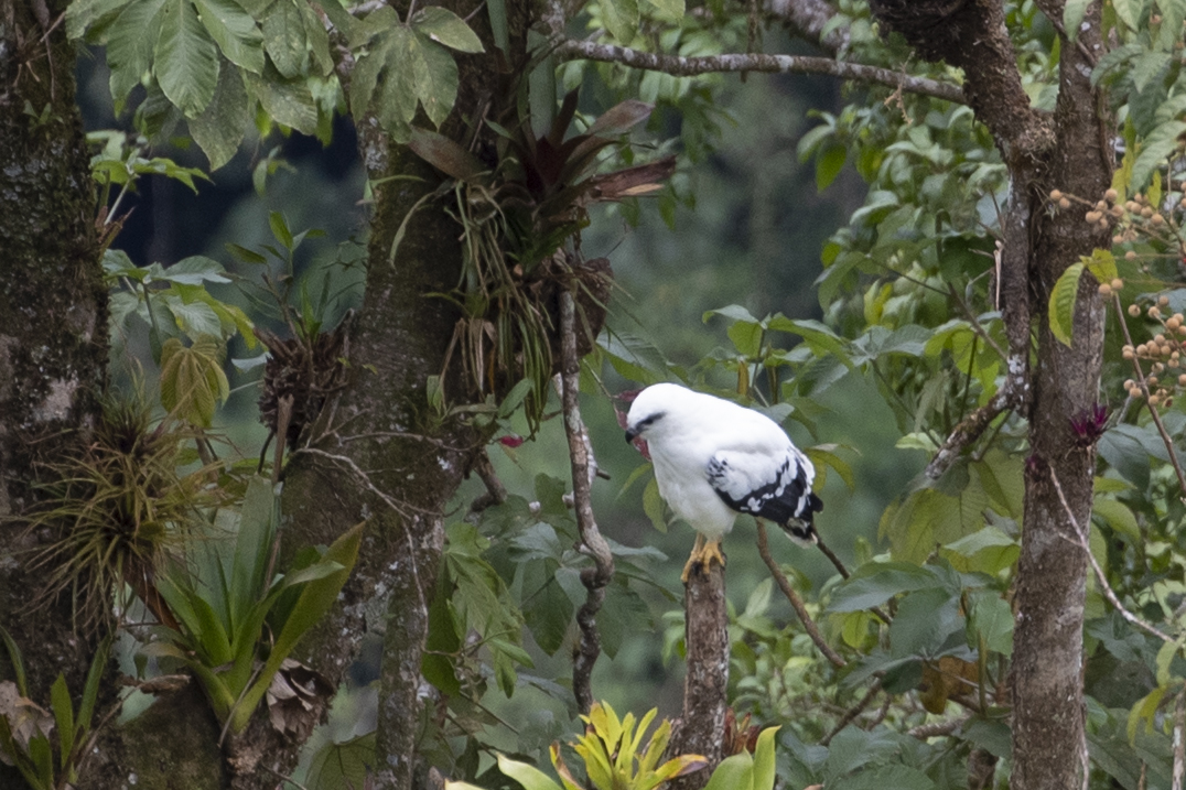 White Hawk